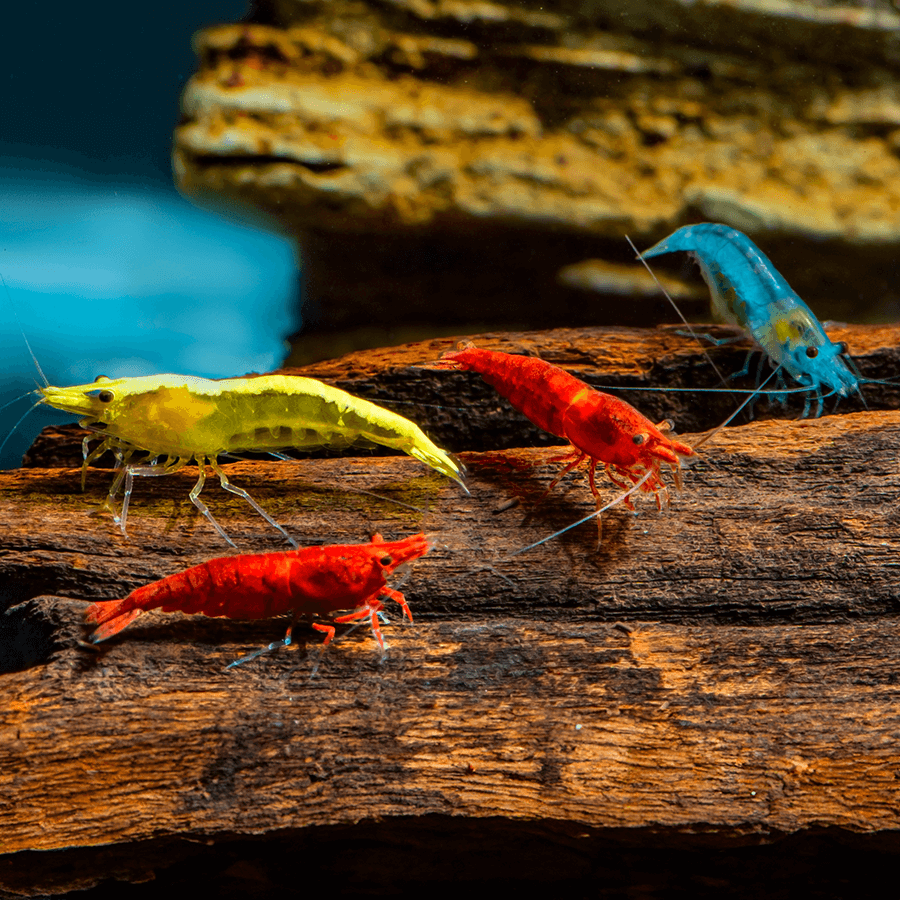 The Most Fascinating Freshwater Shrimp Species We’ve Found