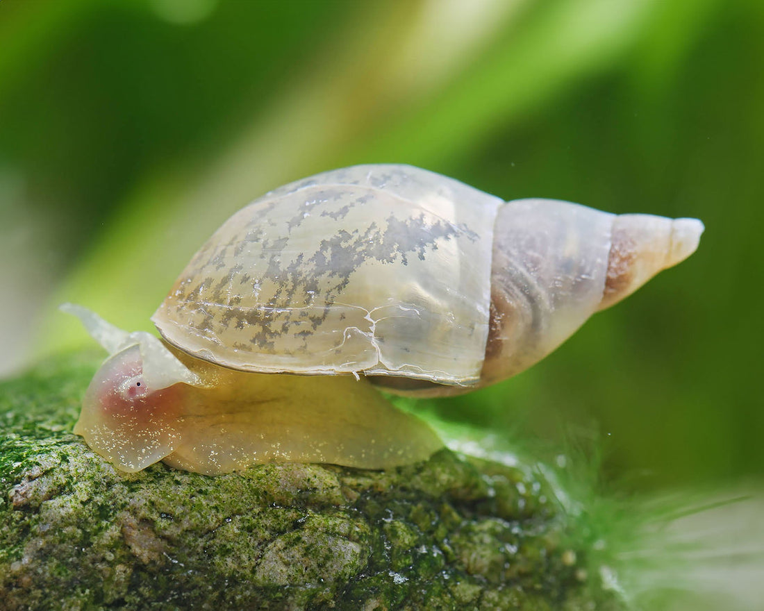 Caring for Mystery Snails in Planted Tanks