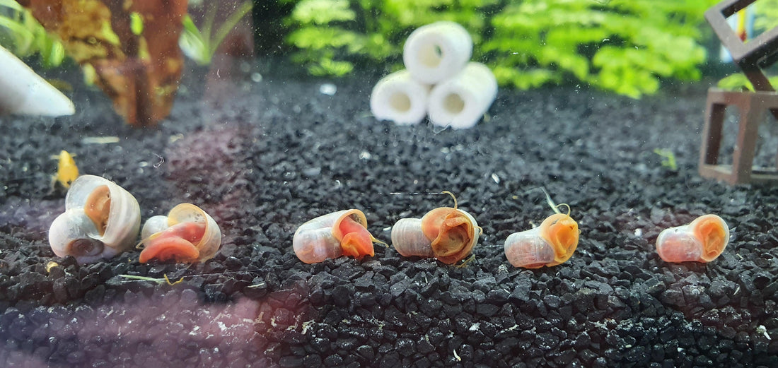 How to Stop Snails from Overpopulating Your Tank