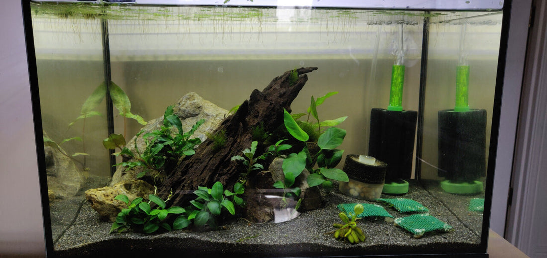 Choosing the Right Freshwater Shrimp Tank Mates for Us
