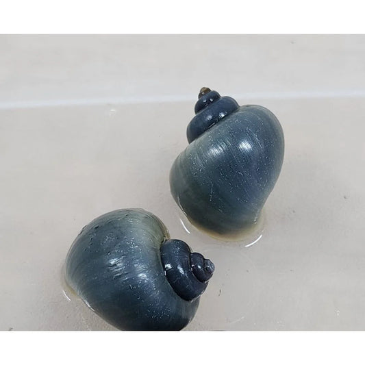 Mystery Snail – Blue