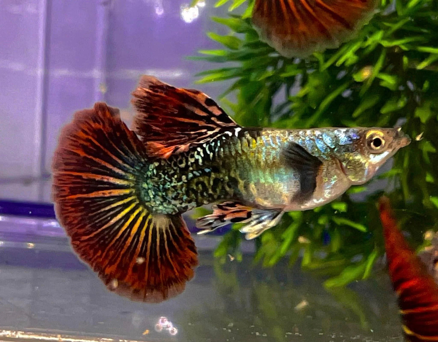Red Dragon Guppy