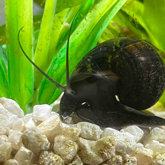 Mystery Snail – Black