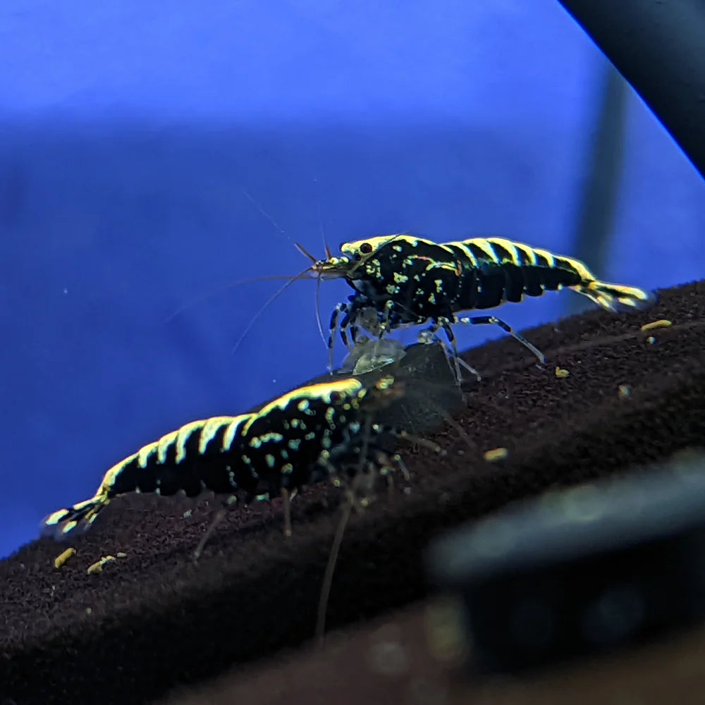 Galaxy Fishbone Shrimp