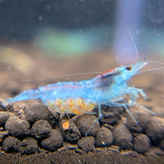 Blue Jelly Shrimp