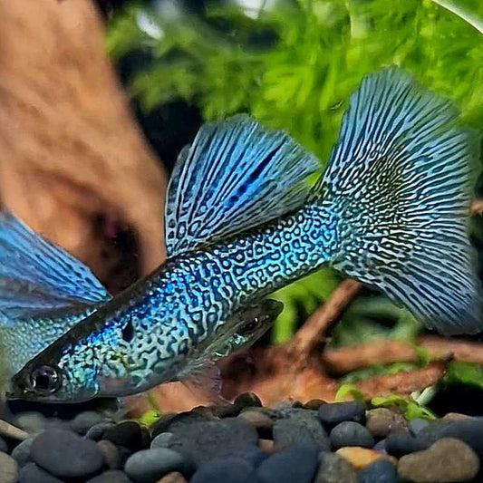 Blue Lace Guppy