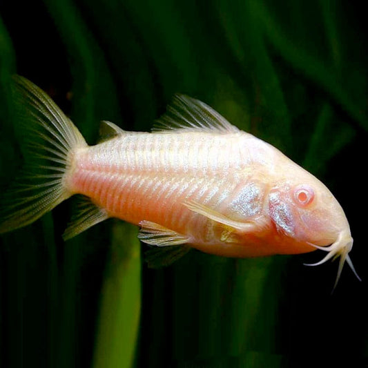 Albino Cory