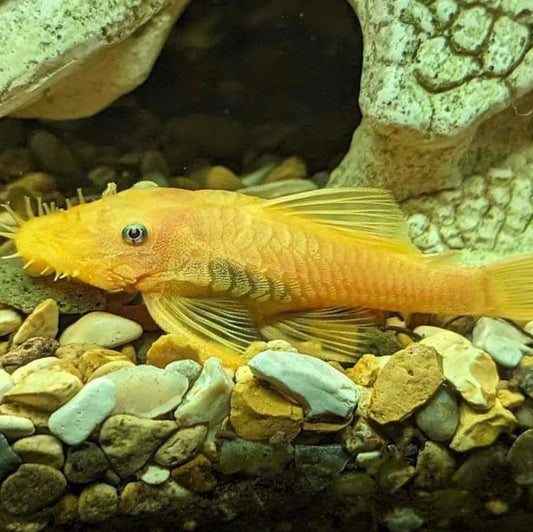 Blue Eye Lemon Bristlenose