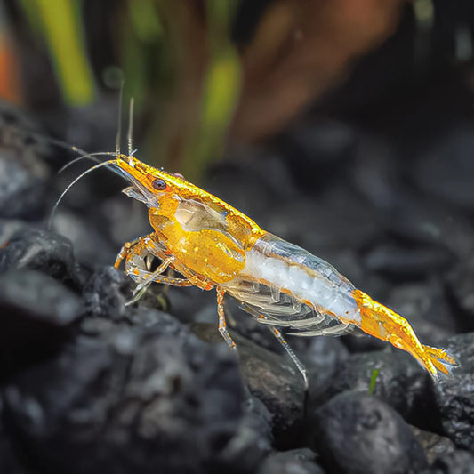 Yellow Rili Shrimp