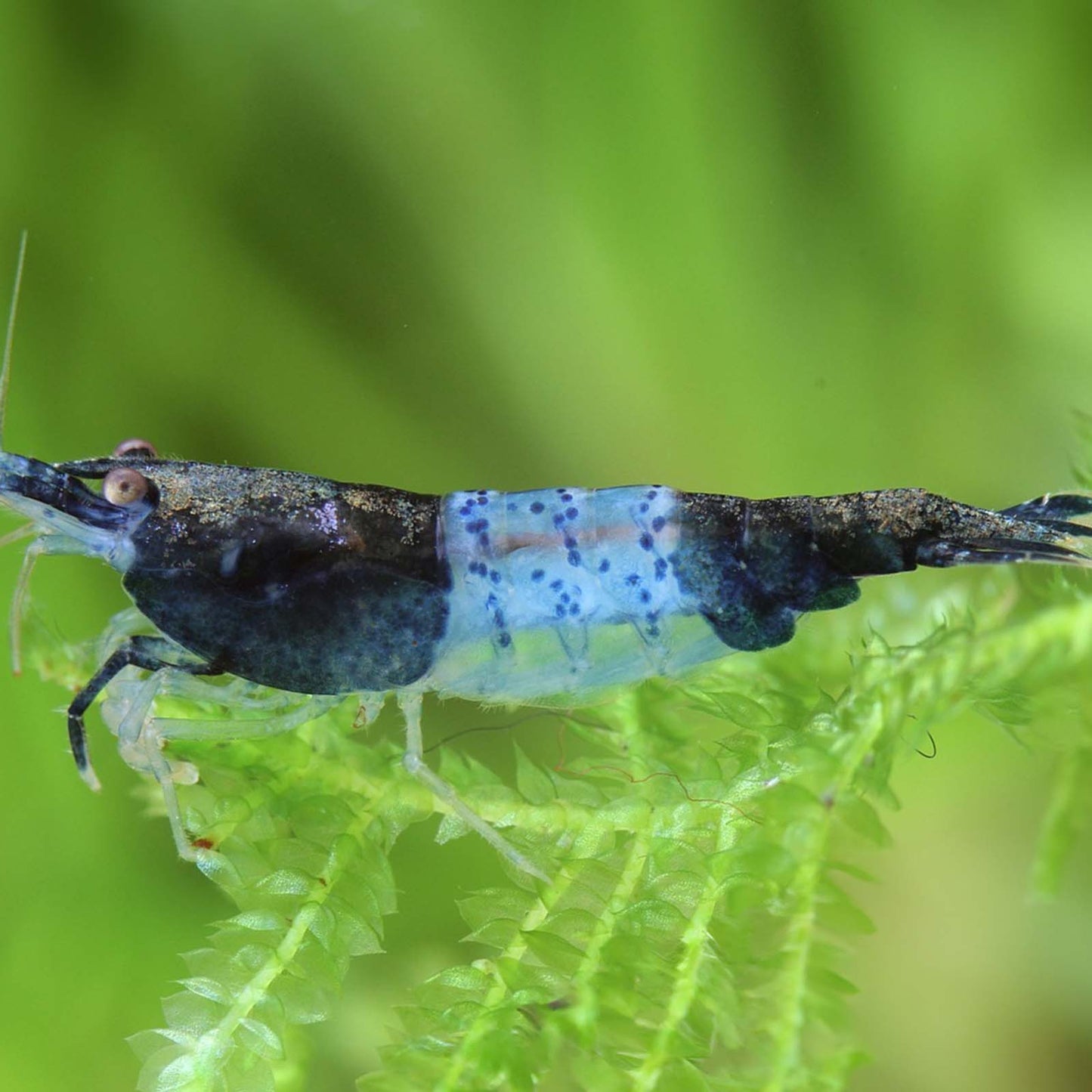 Carbon Rili Shrimp