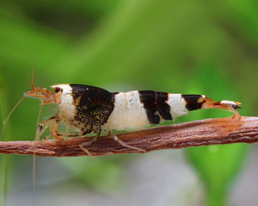 Black Bee Shrimp