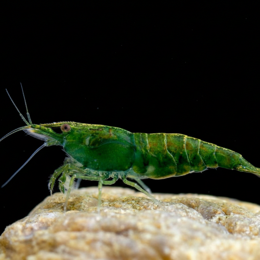 Green Jade Shrimp