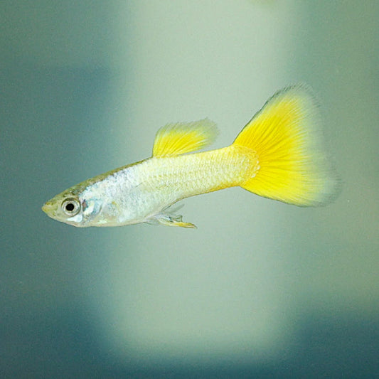 Neon Yellow Guppy