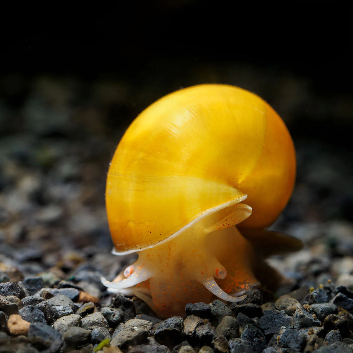 Mystery Snail – Gold