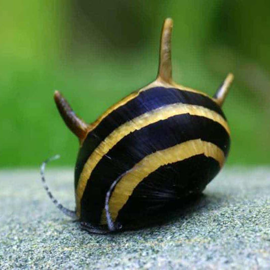 Horned Nerite Snail
