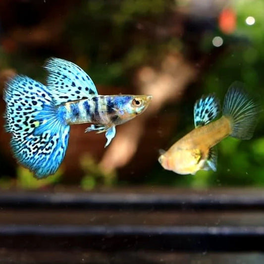 Blue Tiger Guppy