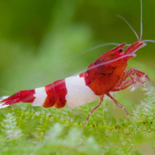 Wine Red Shrimp