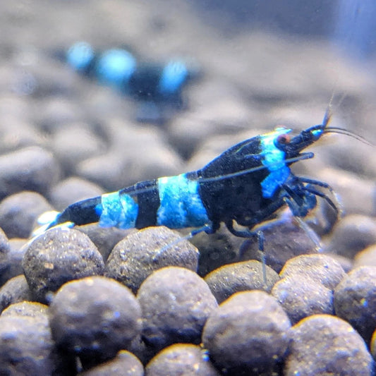 Shadow Panda Shrimp