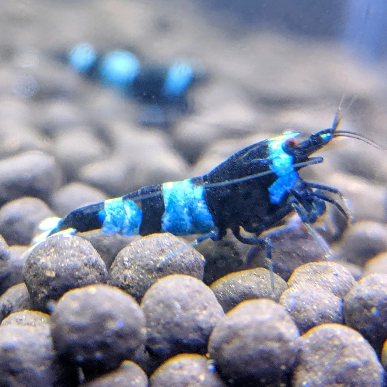 Shadow Panda Shrimp