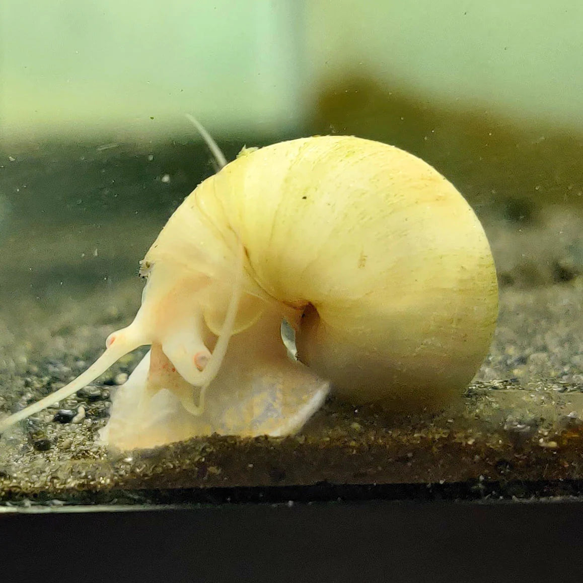 Mystery Snail – Ivory