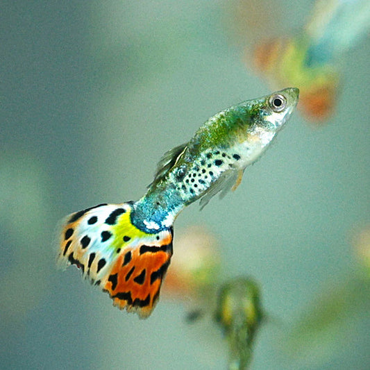 Leopard Guppy