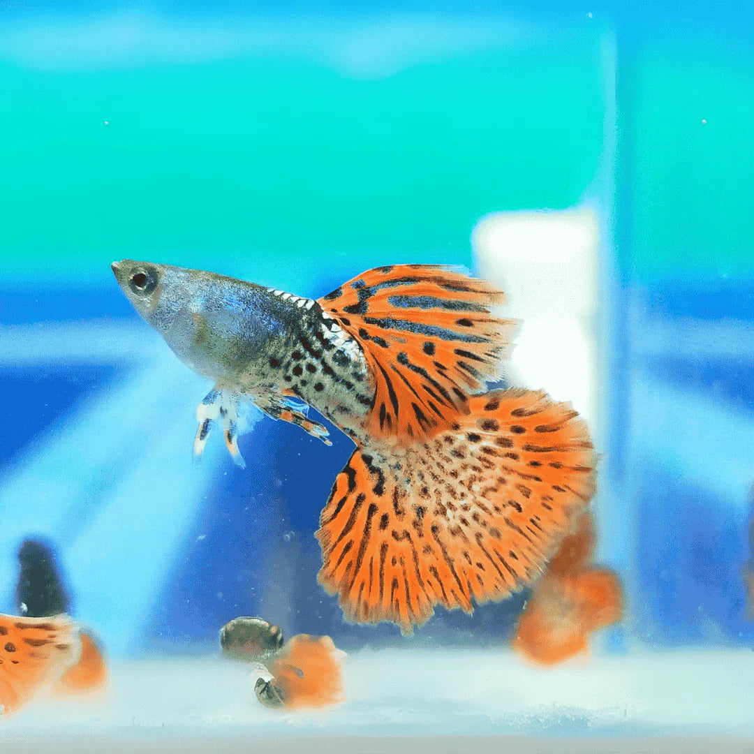 Metal Red guppy