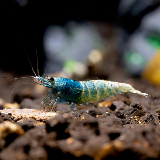 Blue Bolt Shrimp