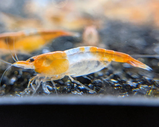 Orange Rili Shrimp