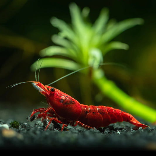 Painted Fire Red Shrimp