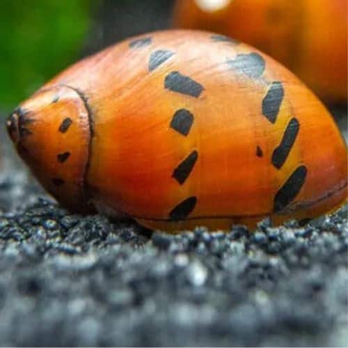 Nerite Snail
