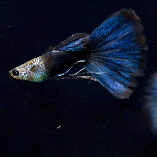 HB Blue Ribbon Guppy
