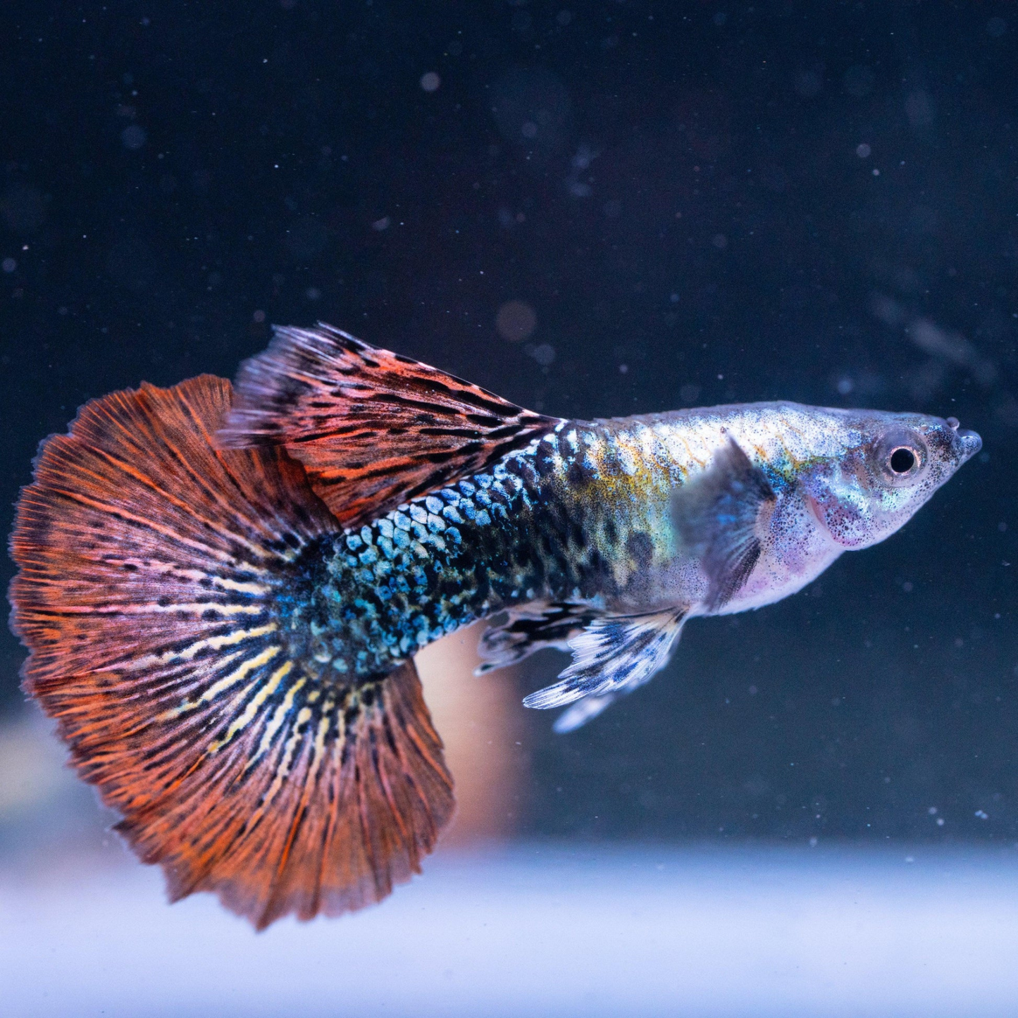 Red Dragon Guppy