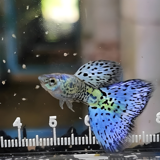 Blue Grass Guppy