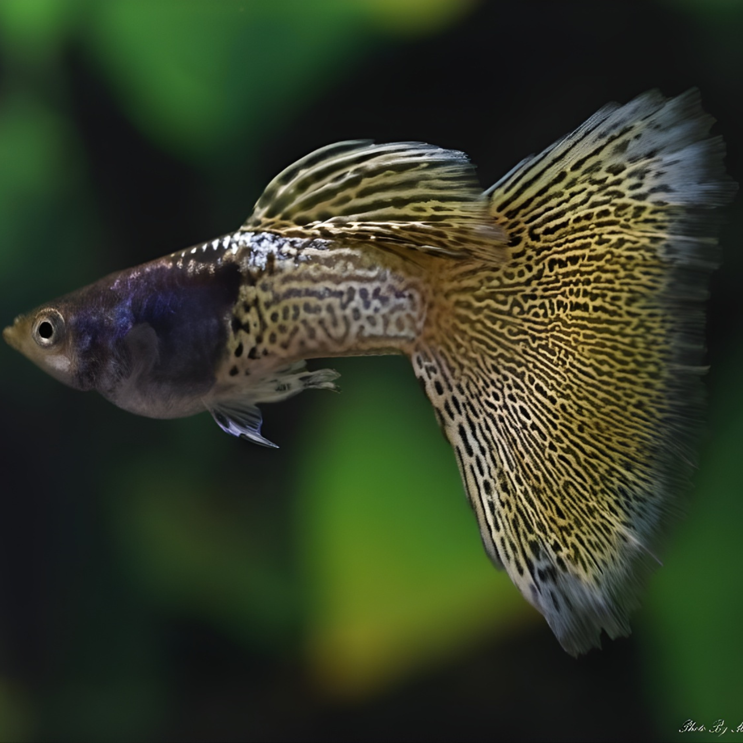 Yellow Grass Guppy