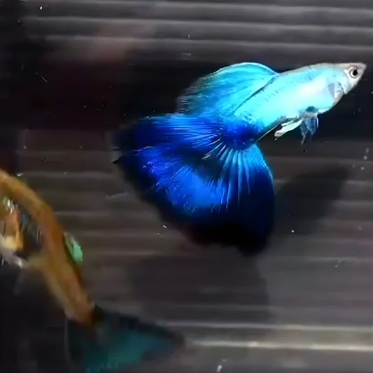 Japan Blue Guppy