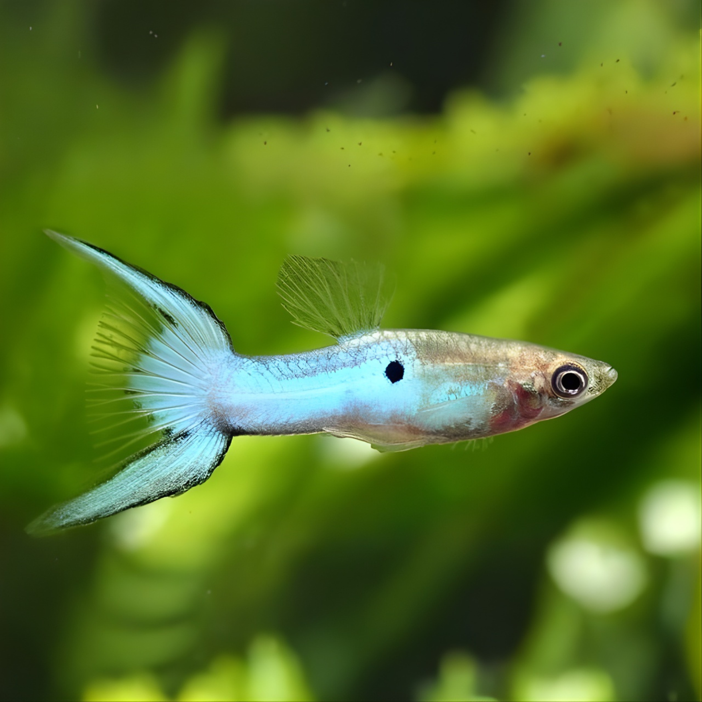 Japan Blue Double Sword