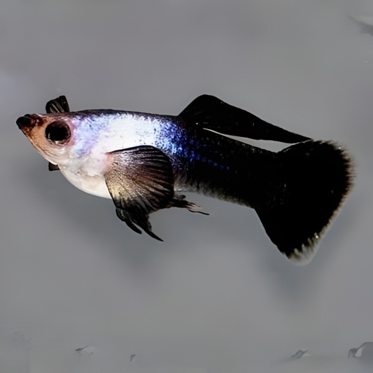 Panda Guppy