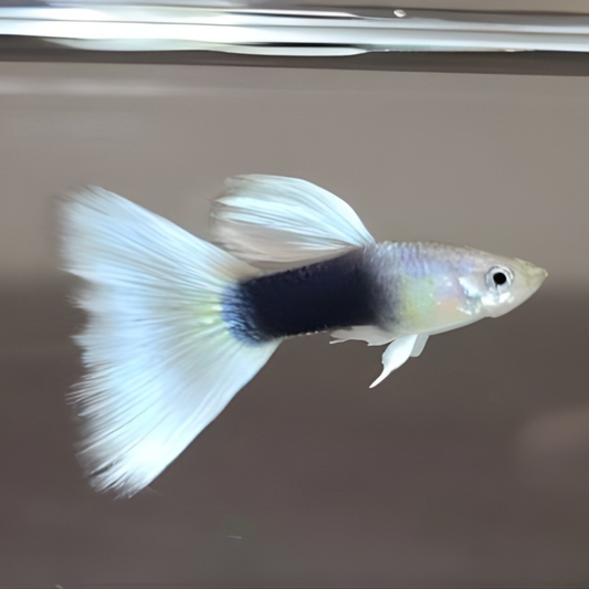 HB white guppy
