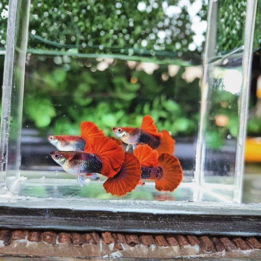 Half Black Red Guppy