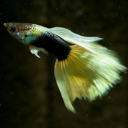 Half Black Yellow Guppy
