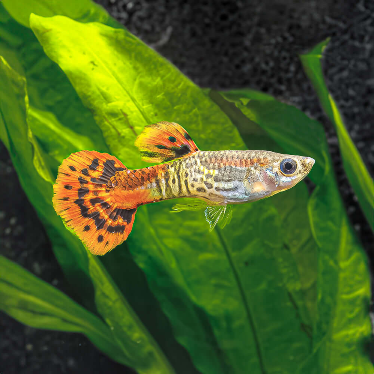 Cobra Red Guppy