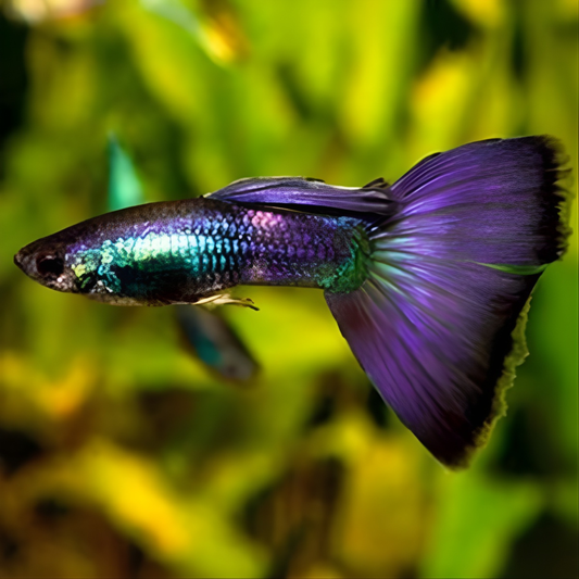Purple Moscow Guppy