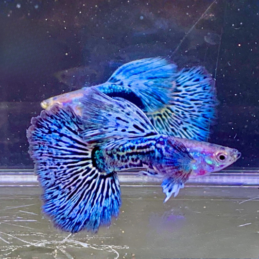 Blue Dragon Guppy