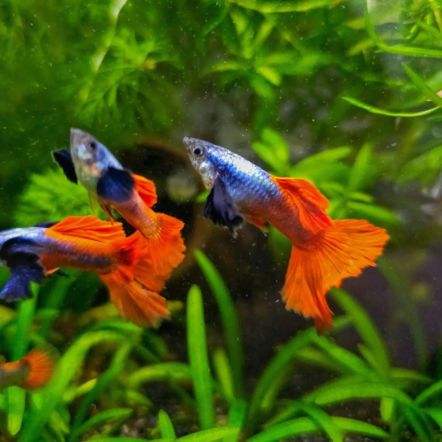 Dumbo Ear Platinum Guppy