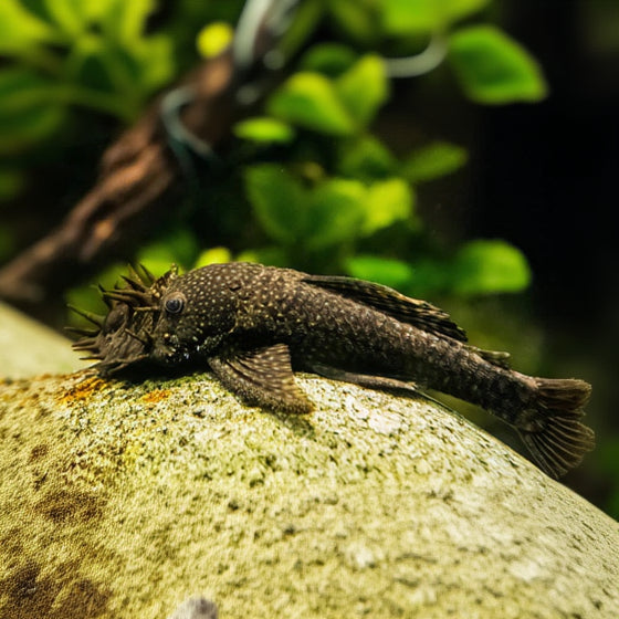 Bristlenose Pleco