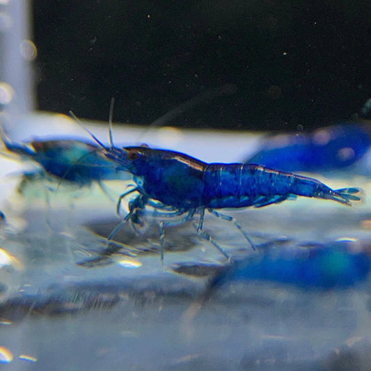 Blue Velvet Shrimp