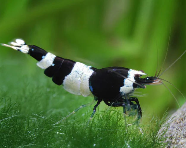 Crystal Black Shrimp