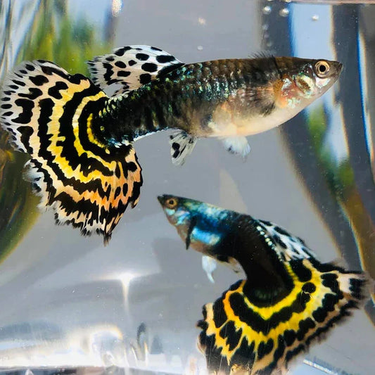 Yellow Tiger Guppy