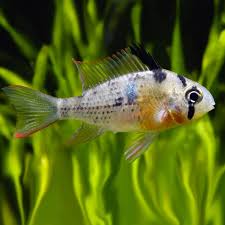 Bolivian Ram