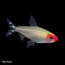 Rummy Nose Tetra